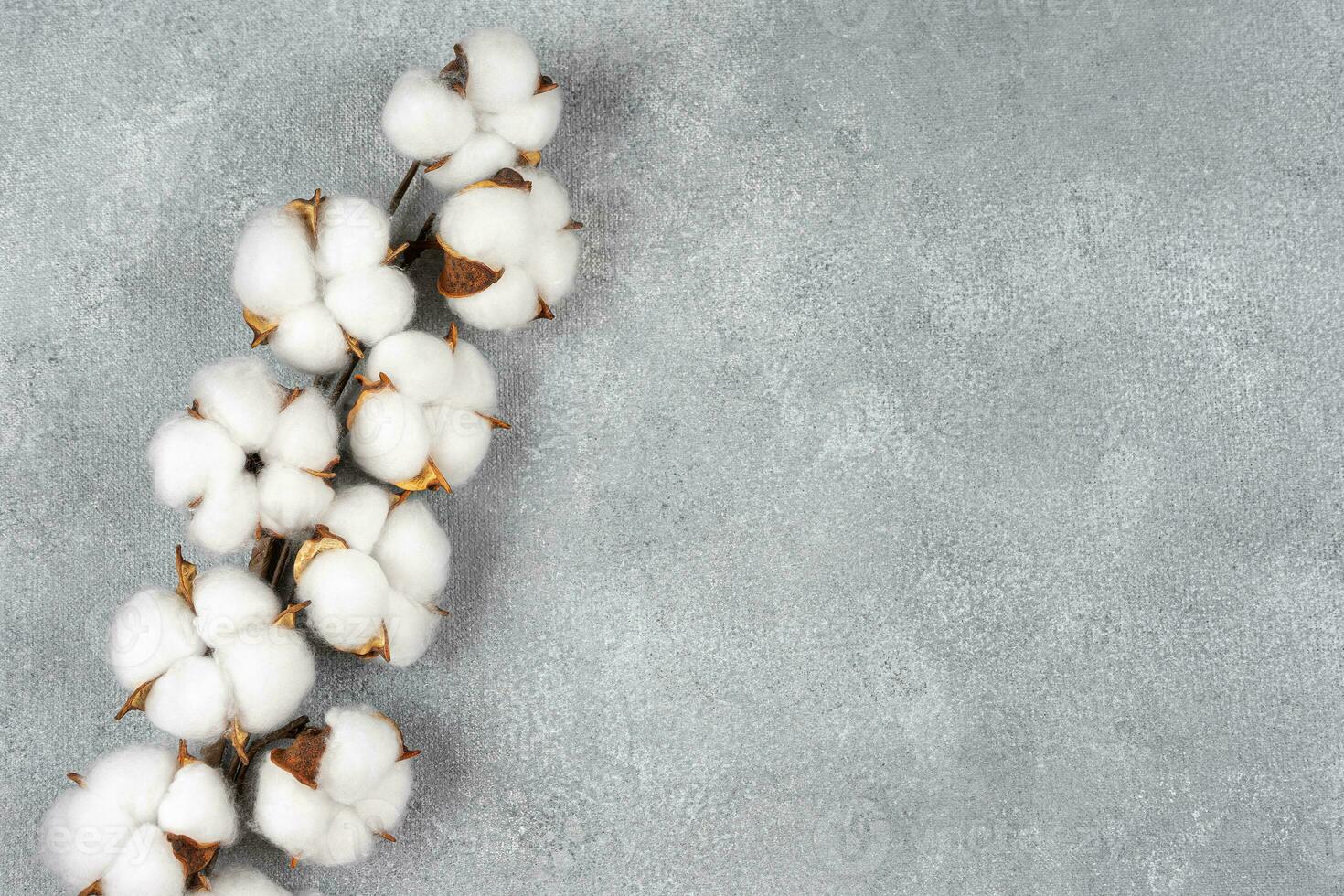 Dry cotton branch with fluffy flowers on light gray concrete textured background photo