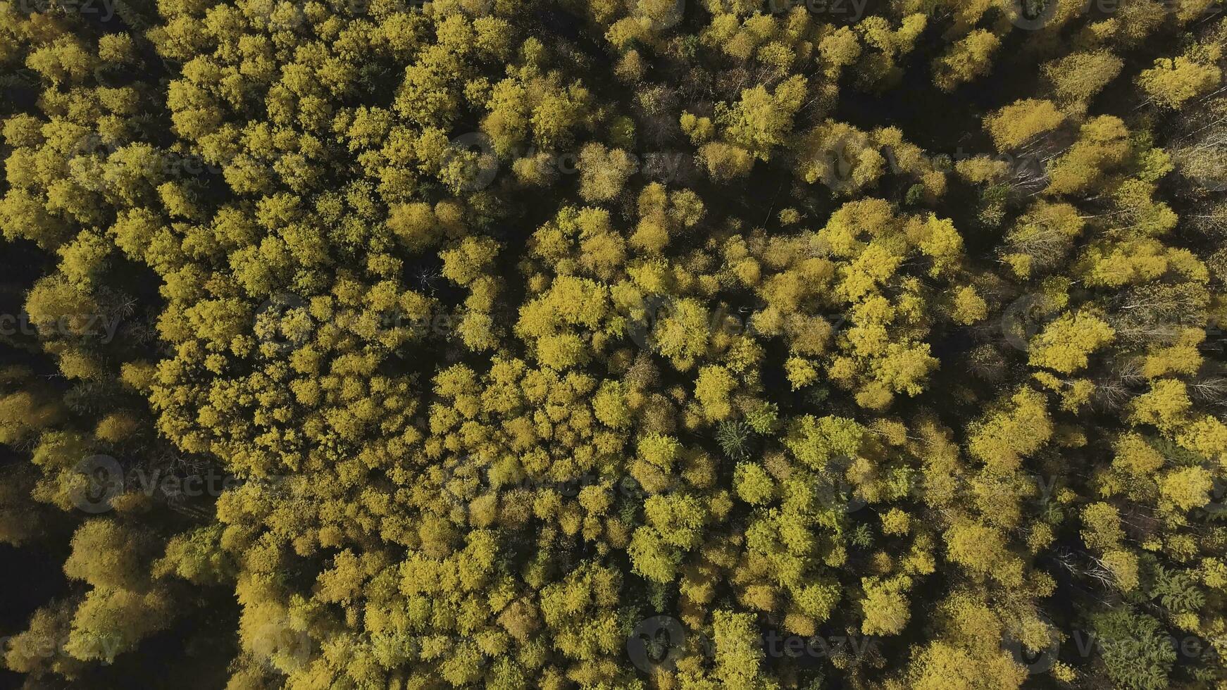 increíble otoño de el dorado bosque en contra el fondo de azul cielo. acortar. naturaleza reservar, gigante natural parque de mezclado conífero y caduco bosque. foto