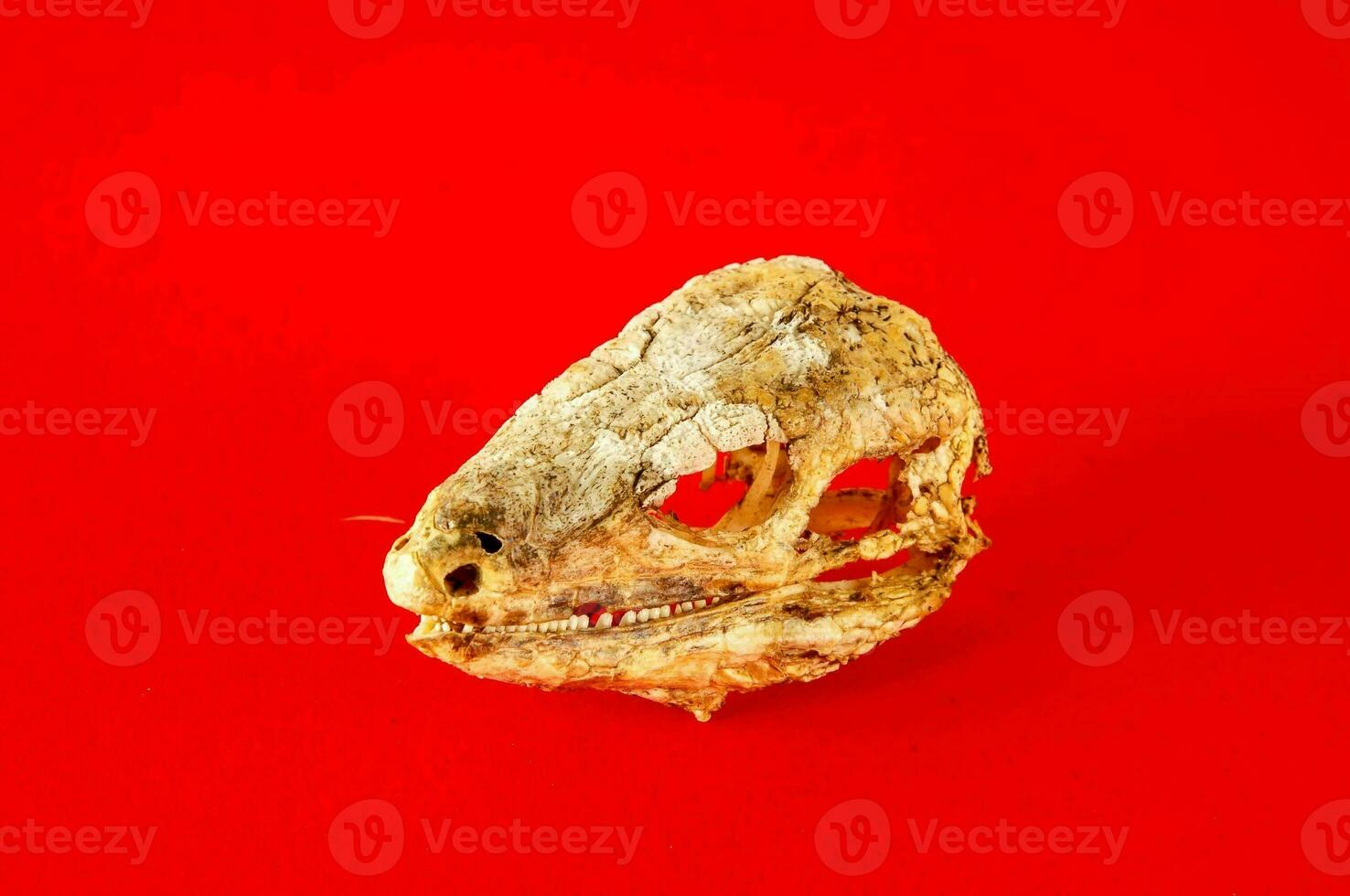 a skull on a red background photo