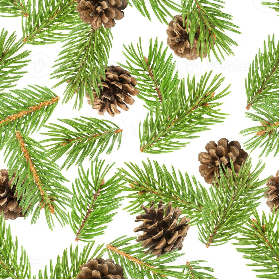 Fir tree branches seamless pattern, pine branch, Christmas conifer isolated on white background photo