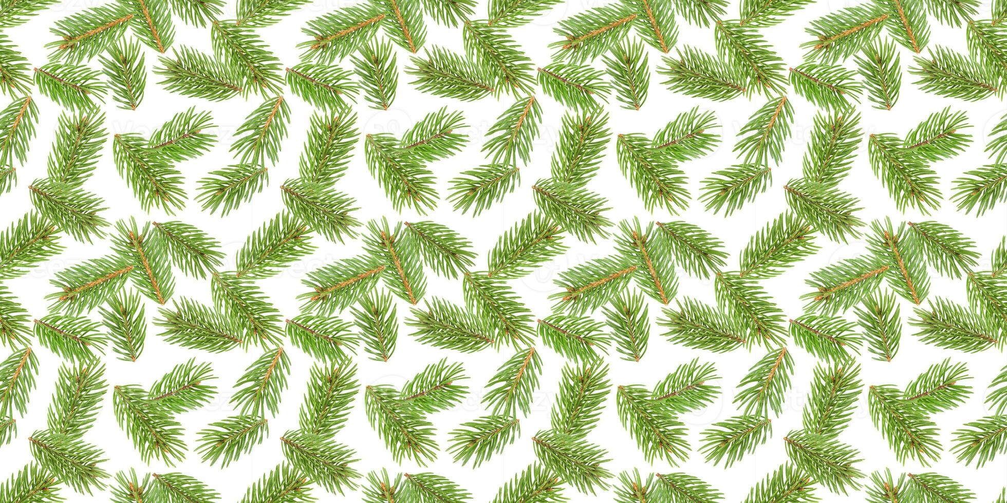 Fir tree branches seamless pattern, pine branch, Christmas conifer isolated on white background photo