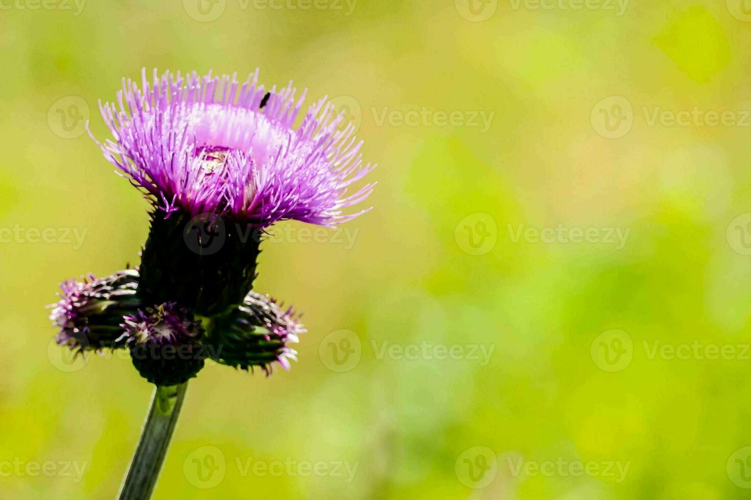 a purple thistle flower with a green background photo