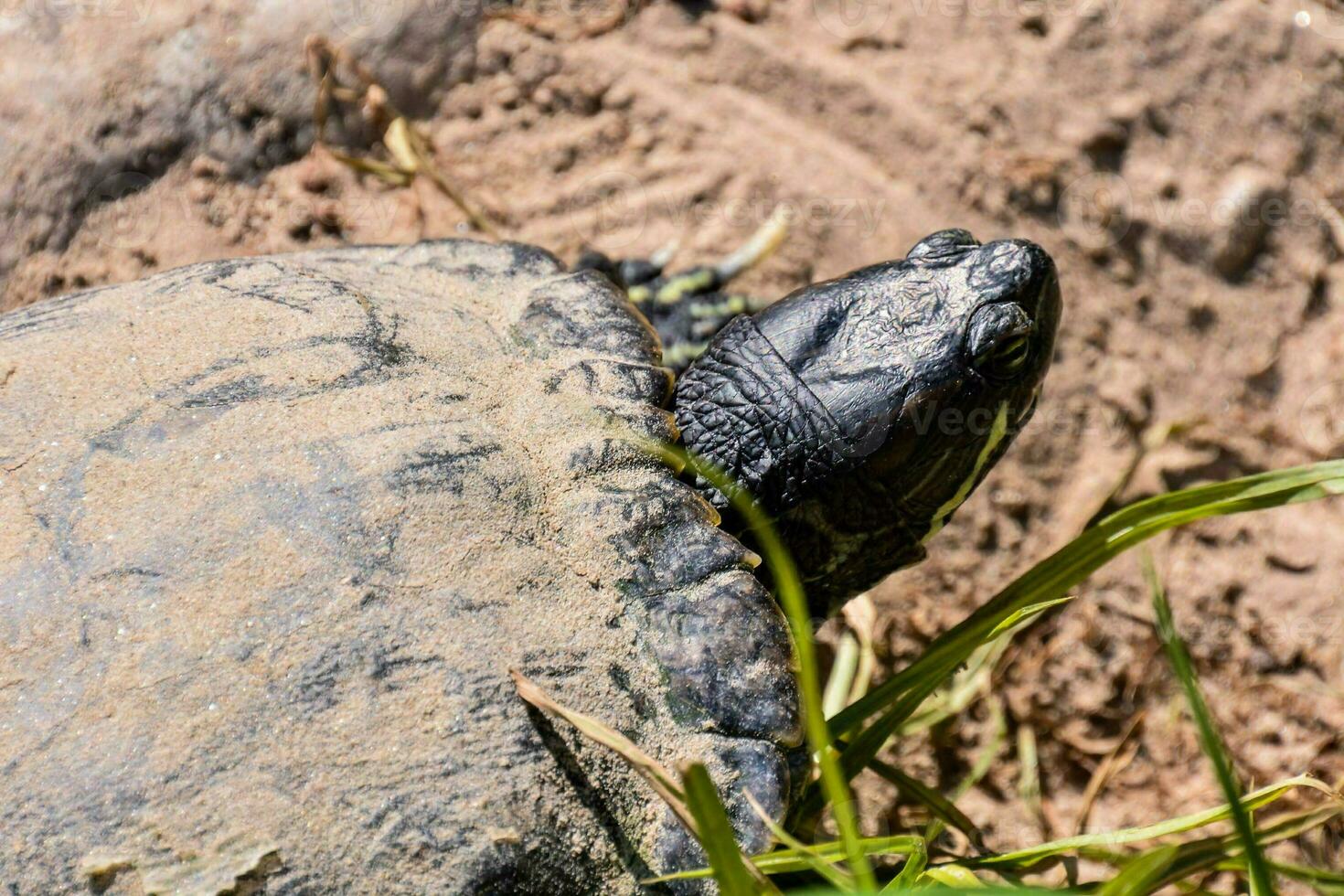 a turtle is sitting on the ground with its head up photo