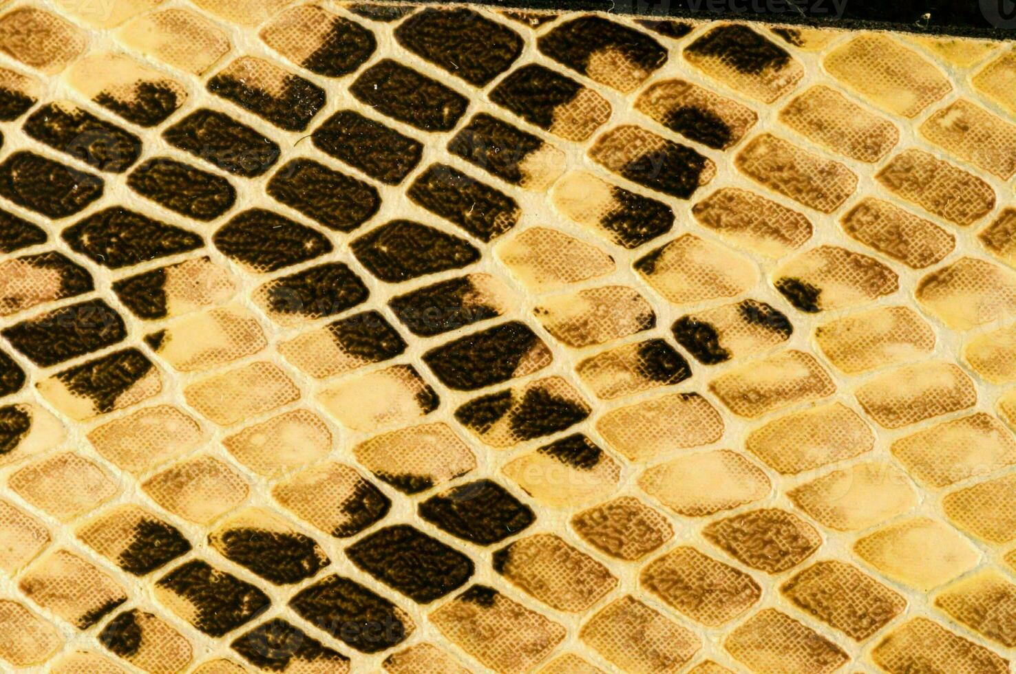 a snake skin texture photo