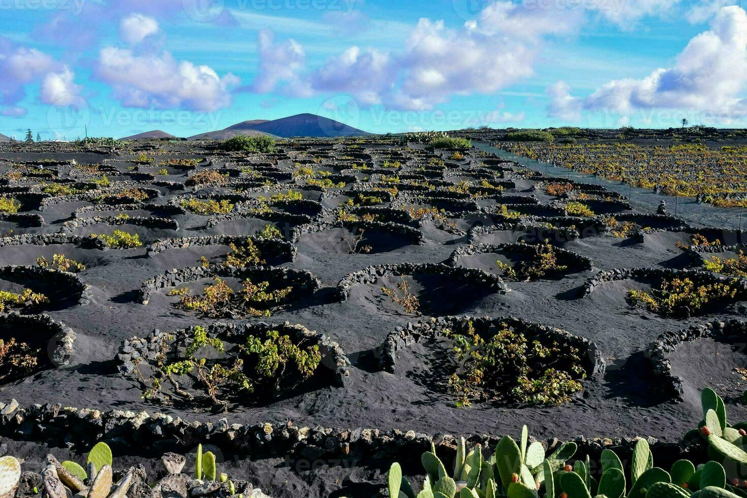 a field of black volcanic soil with cactus plants photo