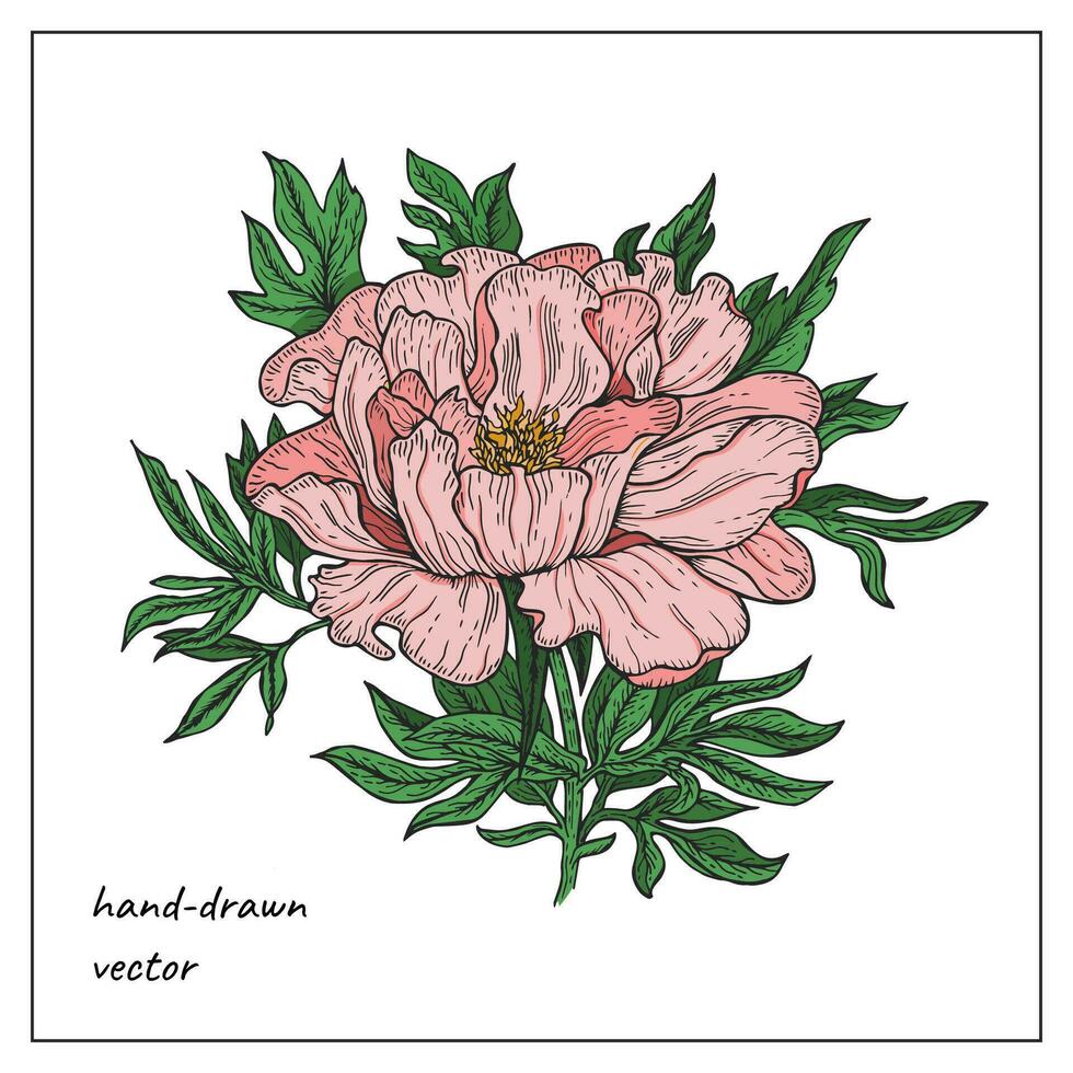 vistoso dibujado a mano peonía flor. hermosa rosado peonía flor para Boda invitación diseño decoración vector