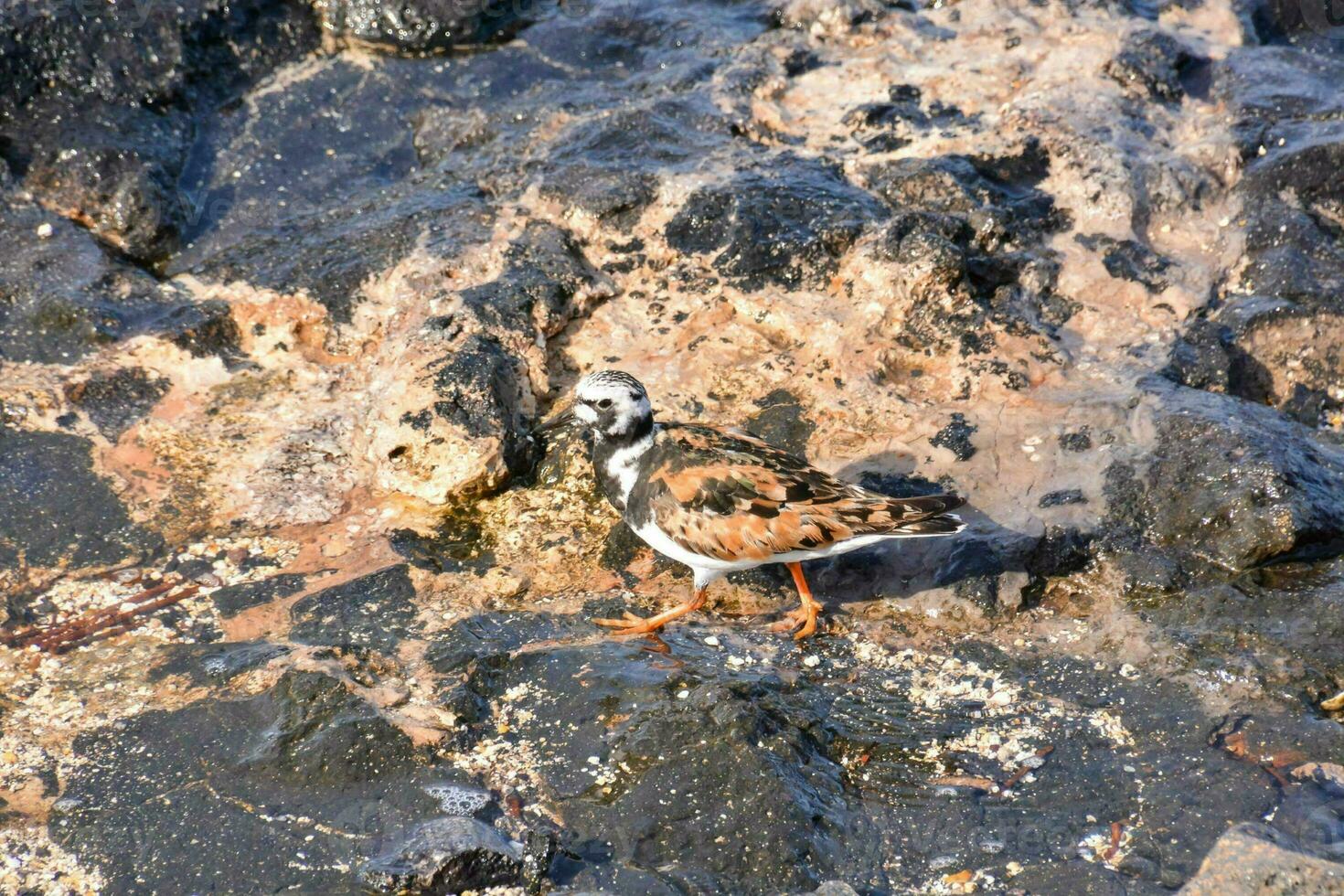 a bird is standing on the rocks near the water photo