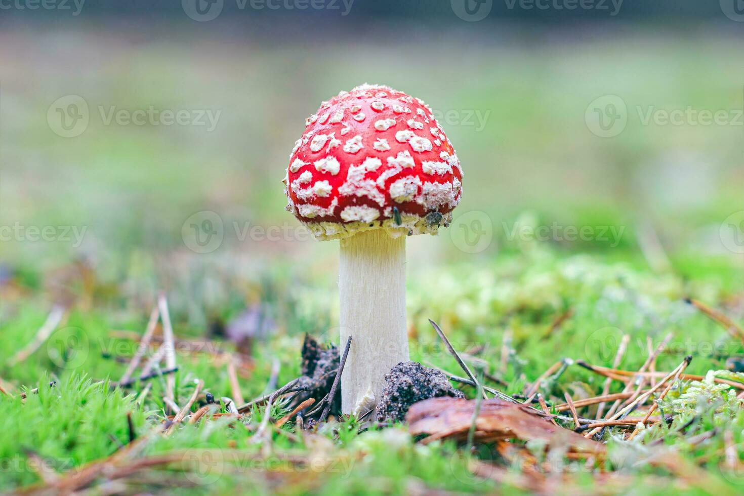 Young Amanita Muscaria, Known as the Fly Agaric or Fly Amanita. Healing and Medicinal Mushroom with Red Cap Growing in Forest. Can Be Used for Micro Dosing, Spiritual Practices and Shaman Rituals photo