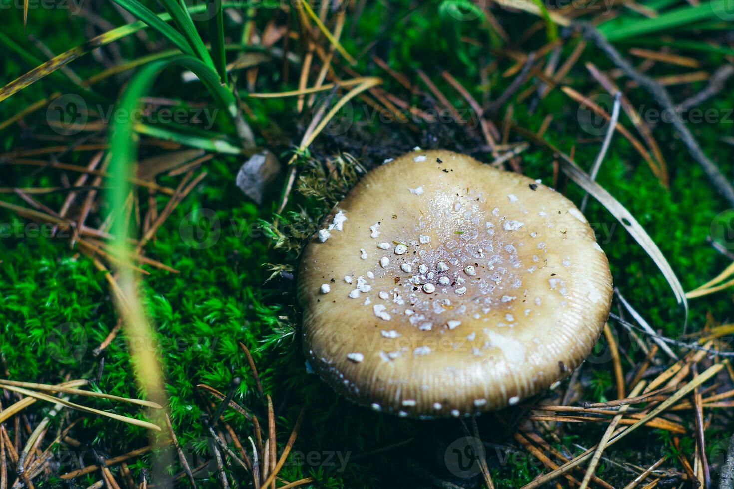 Amanita Pantherina, Known as the Panther Cap, False Blusher and Panther Amanita. Healing and Medicinal Mushroom Growing in Forest. Can Be Used for Micro Dosing, Spiritual Practices and Shaman Rituals photo