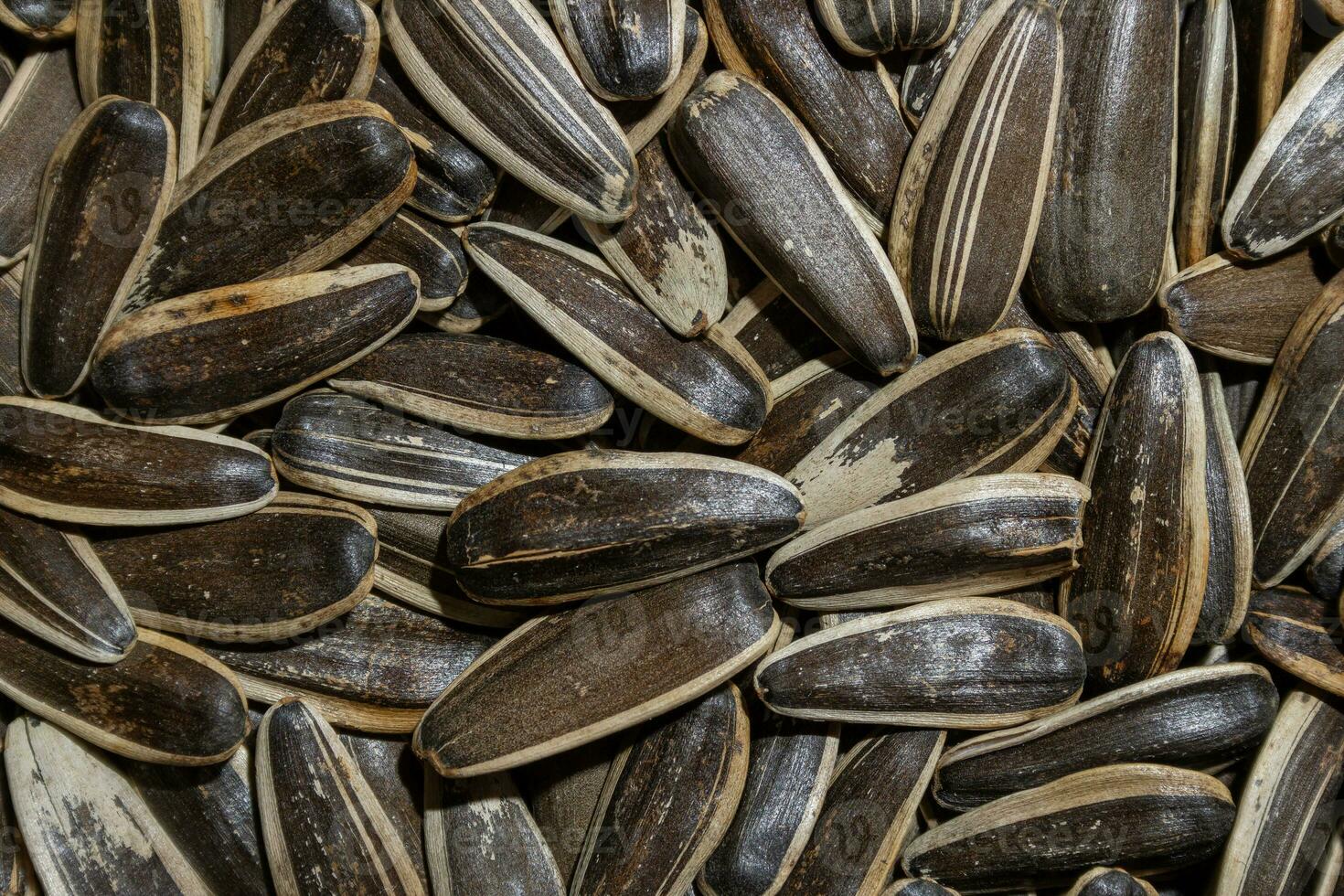 Non Salty Roasted Sunflower Seeds in Shell. A Culinary Canvas of Sunflower Kernels, Creating a Lively and Textured Background for Gourmet Cooking. Scattered Sun Flower Seeds - Top View, Flat Lay photo