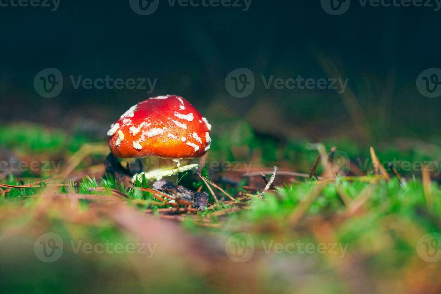 Young Amanita Muscaria, Known as the Fly Agaric or Fly Amanita. Healing and Medicinal Mushroom with Red Cap Growing in Forest. Can Be Used for Micro Dosing, Spiritual Practices and Shaman Rituals photo