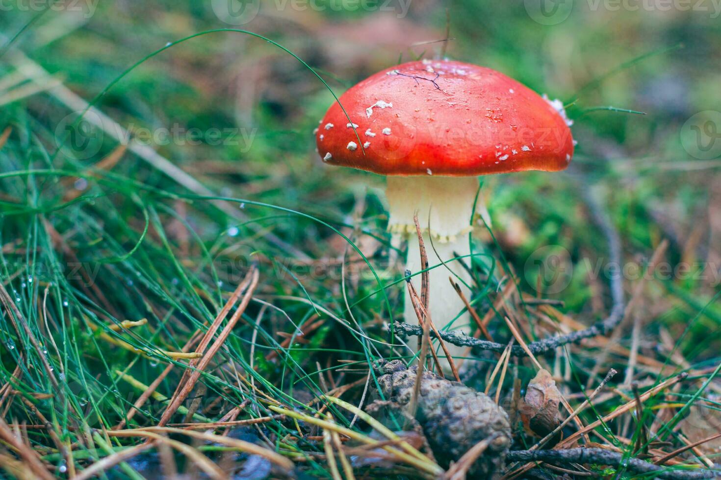 Mature Amanita Muscaria, Known as the Fly Agaric or Fly Amanita. Healing and Medicinal Mushroom with Red Cap Growing in Forest. Can Be Used for Micro Dosing, Spiritual Practices and Shaman Rituals photo