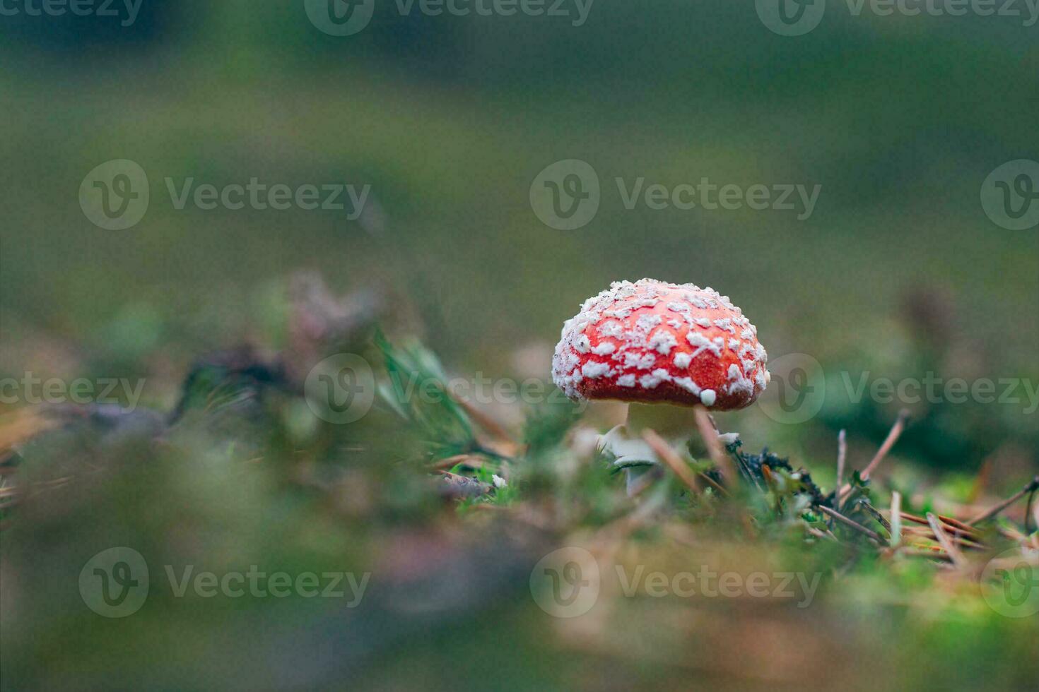 Young Amanita Muscaria, Known as the Fly Agaric or Fly Amanita. Healing and Medicinal Mushroom with Red Cap Growing in Forest. Can Be Used for Micro Dosing, Spiritual Practices and Shaman Rituals photo