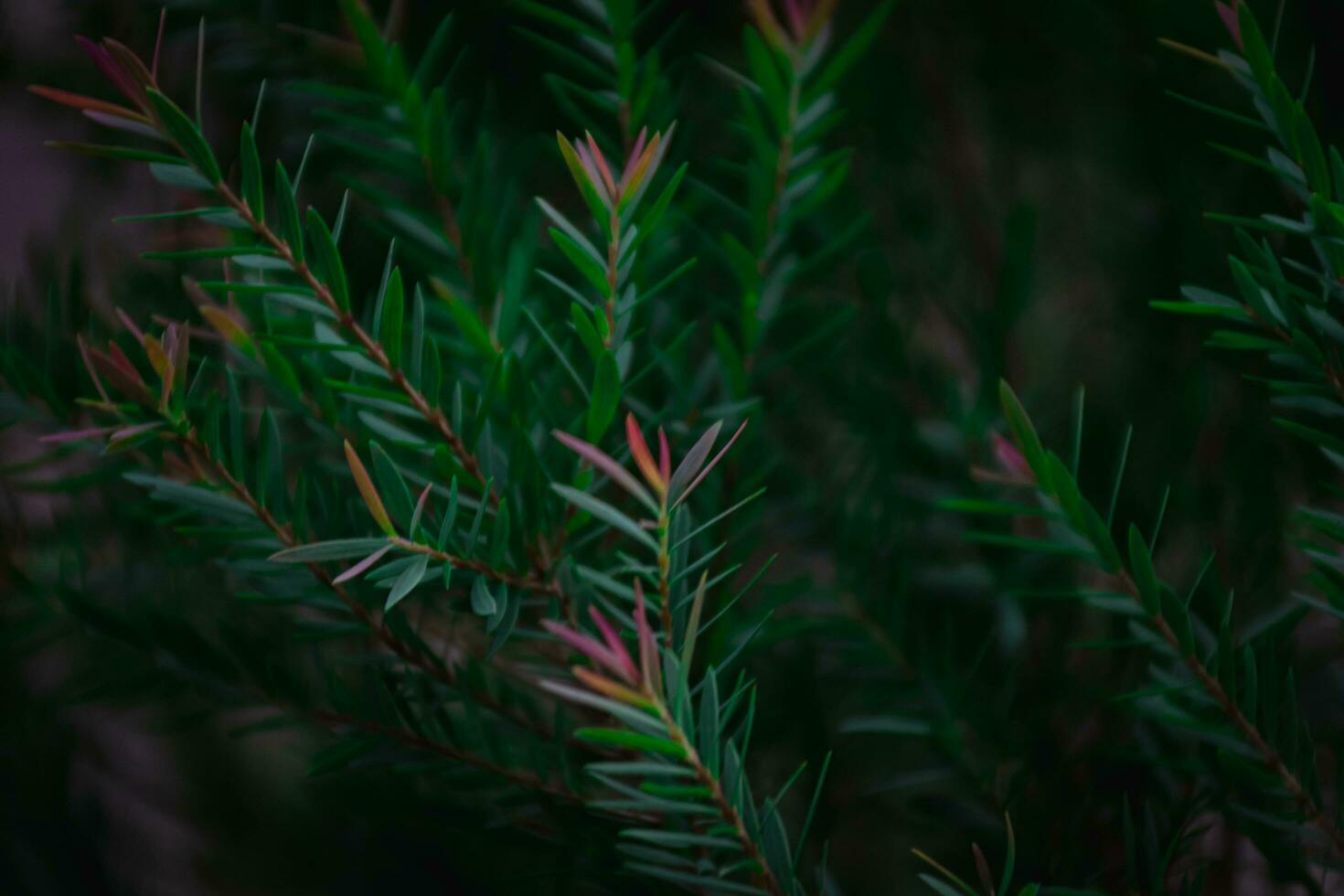 lozano verde hoja antecedentes de la naturaleza artístico textura para Respetuoso del medio ambiente diseños y botánico conceptos foto