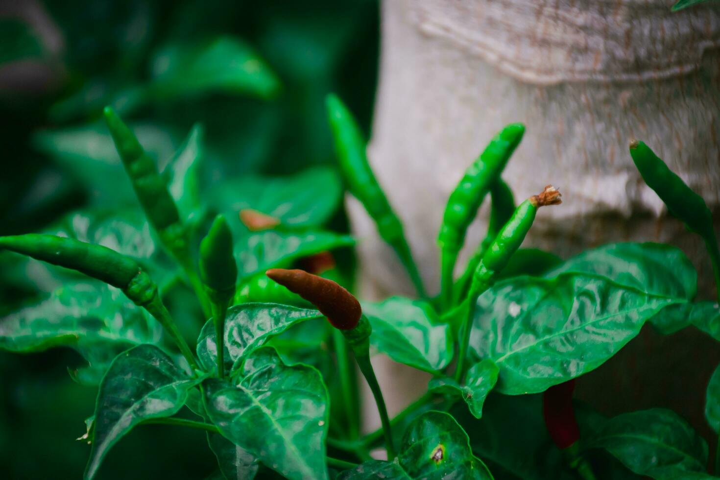 candente aves ojo chile brillante rojo pimienta, esencial ingrediente para picante Cocinando delicias foto