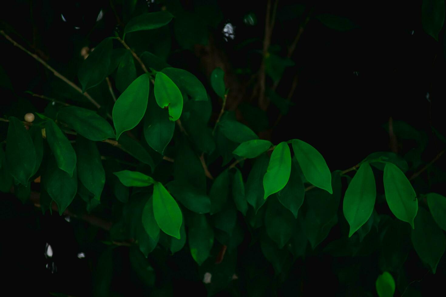 lozano verde hoja antecedentes de la naturaleza artístico textura para Respetuoso del medio ambiente diseños y botánico conceptos foto