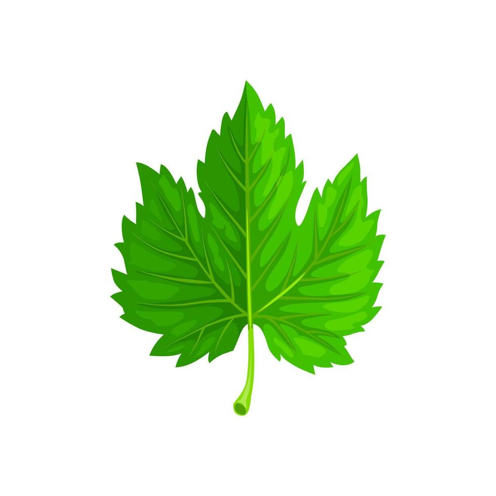 Green maple leaf, isolated cartoon vector foliage