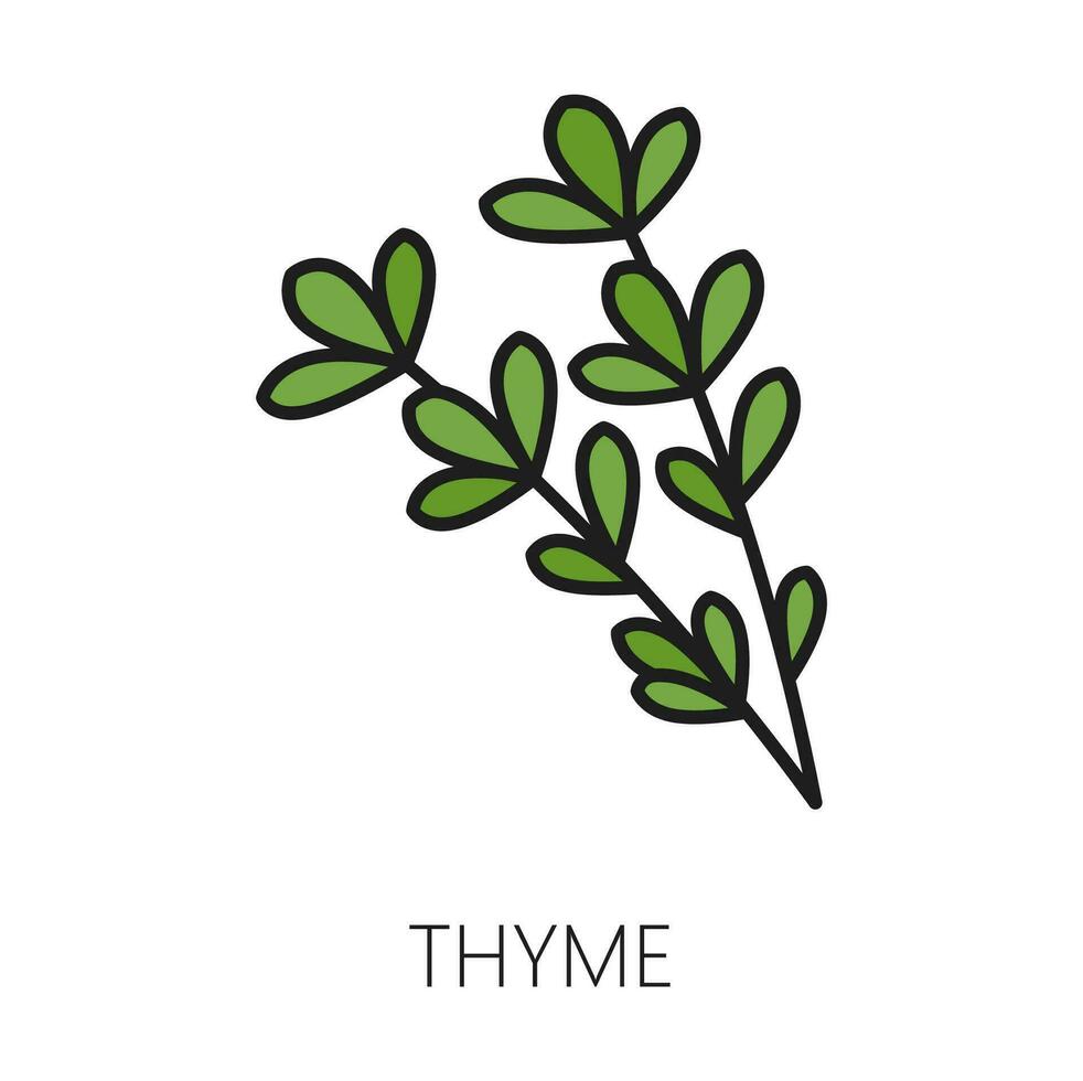 Vector thyme branch green seasoning herb icon