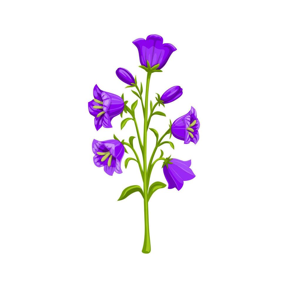 Campanula or bellflower, isolated cartoon plant vector