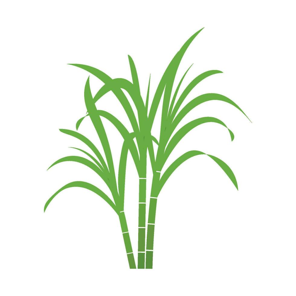 Sugar cane icon vector