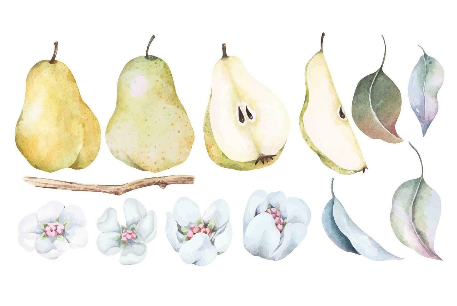Pear and branches, leaves and flowers.Botanical fruit.Hand draw watercolor. vector