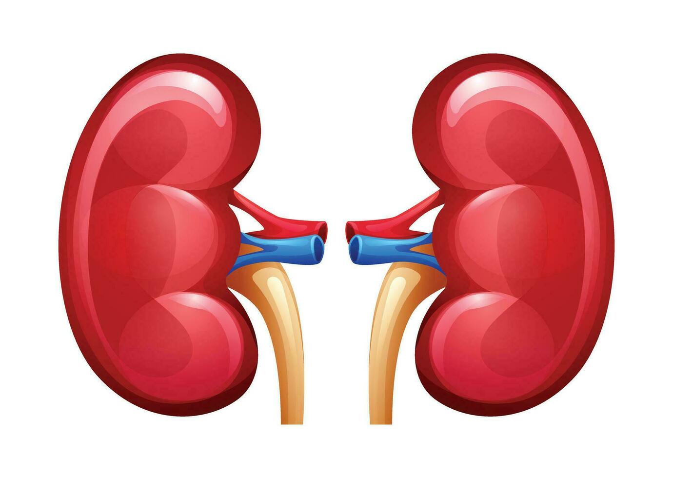 Human kidney. Urinary system. Anatomy of internal organ. Vector illustration isolated on white background