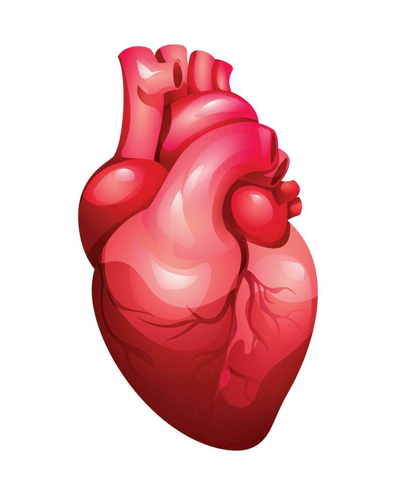 Human heart with the venous system. Anatomy of internal organ. Vector illustration isolated on white background