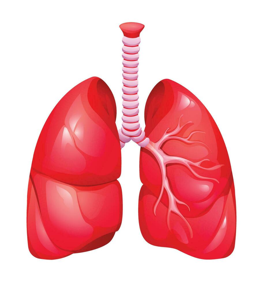 Human lungs. Anatomy of the respiratory system. Vector illustration isolated on white background