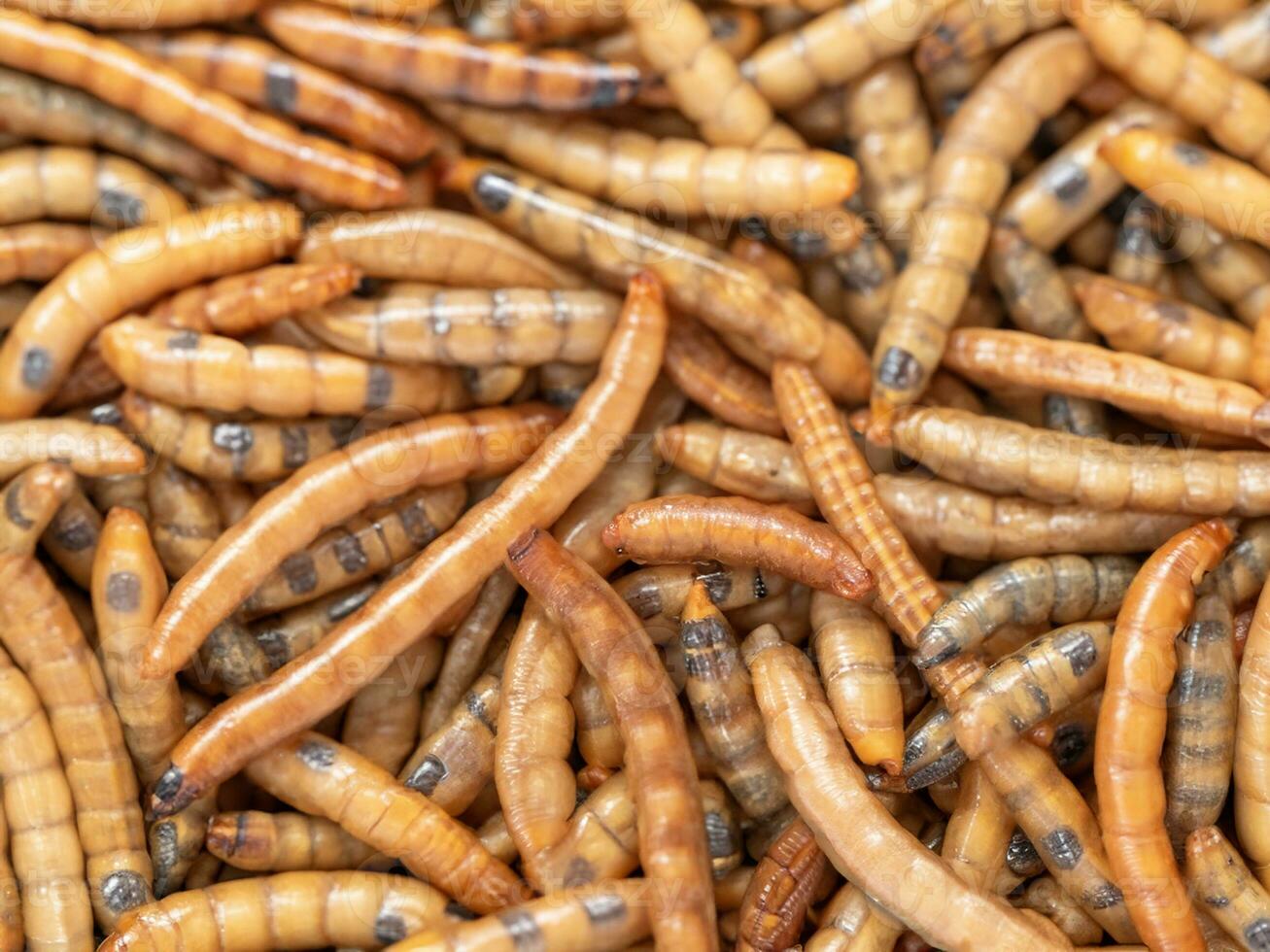 Dried mealworm close up, selective focus. photo