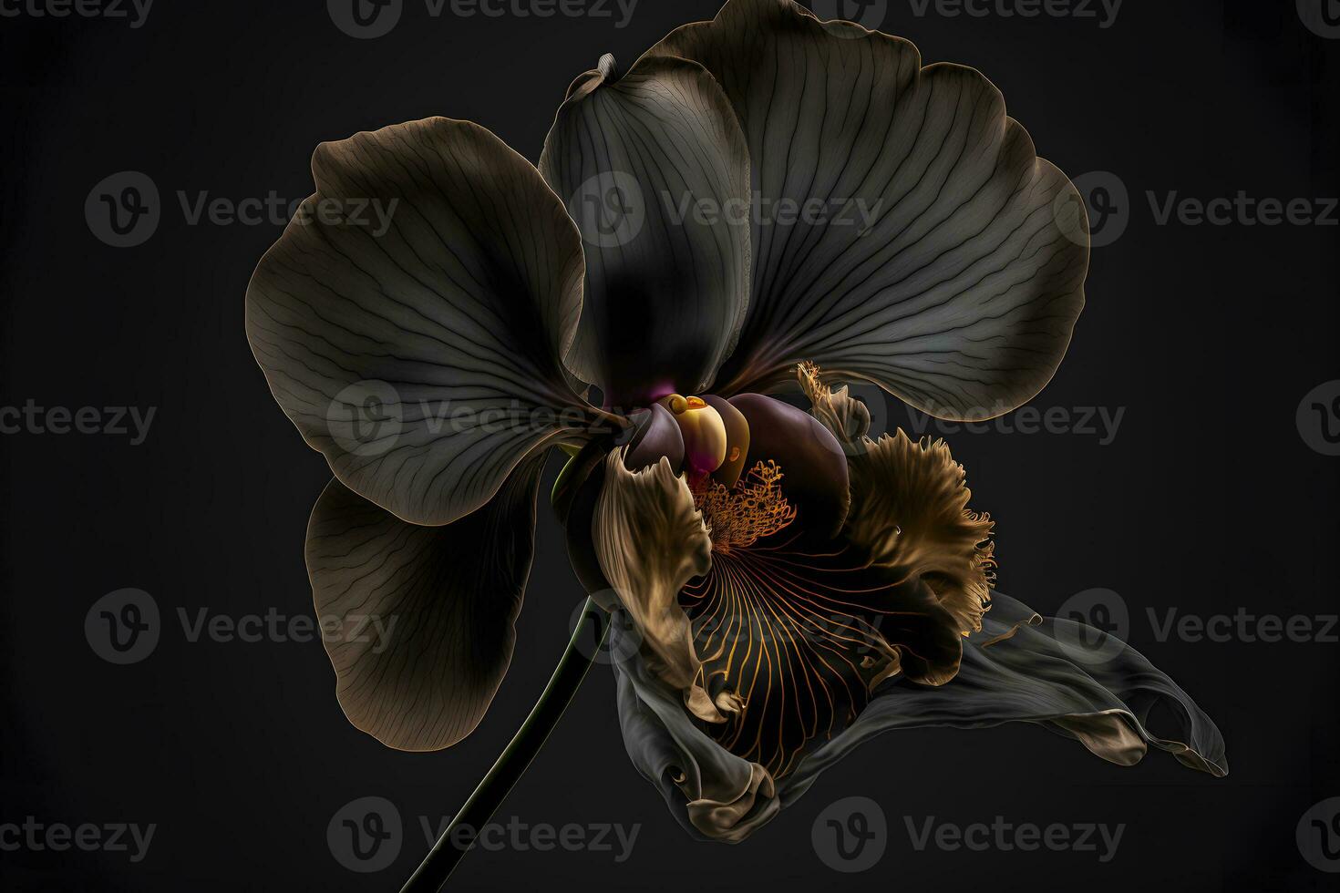 AI generated Rare blooming large black orchid of genus Big Lip phalaenopsis flowers isolated on dark black background. Neural network generated art photo