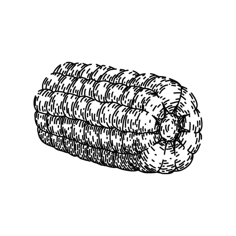 mazorca maíz bosquejo mano dibujado vector