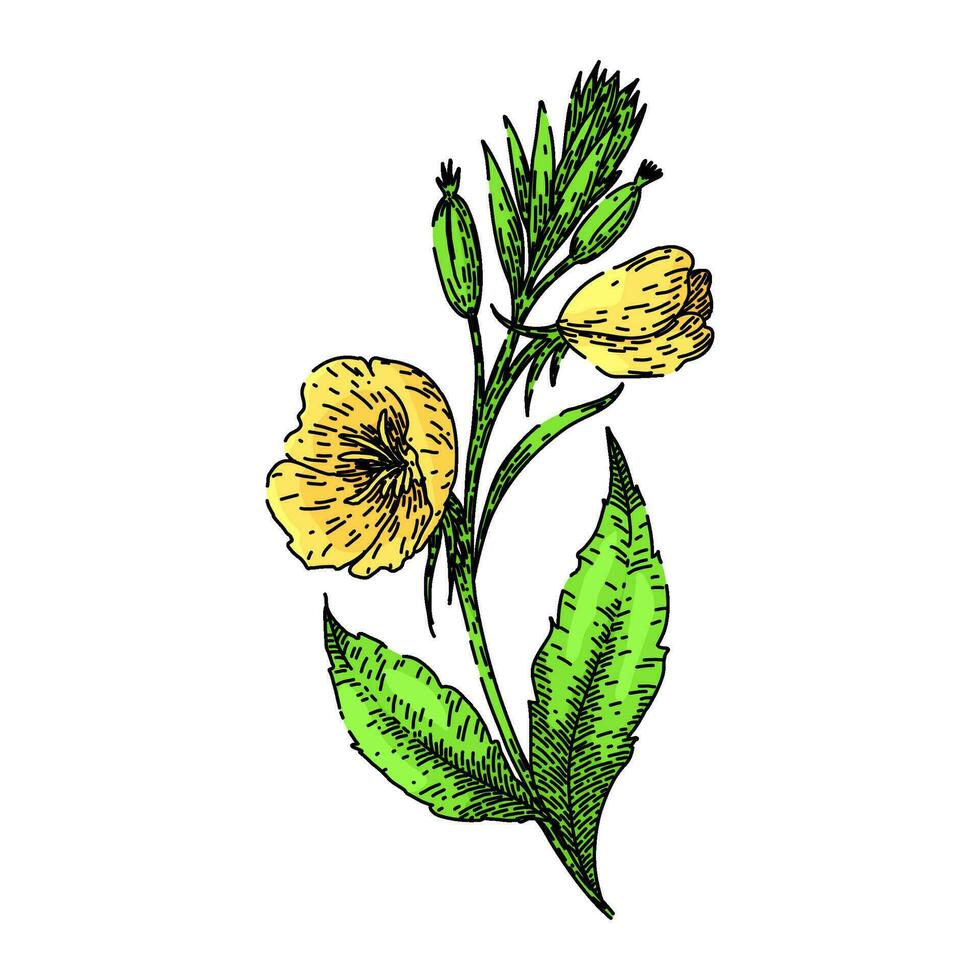 yellow evening primrose sketch hand drawn vector