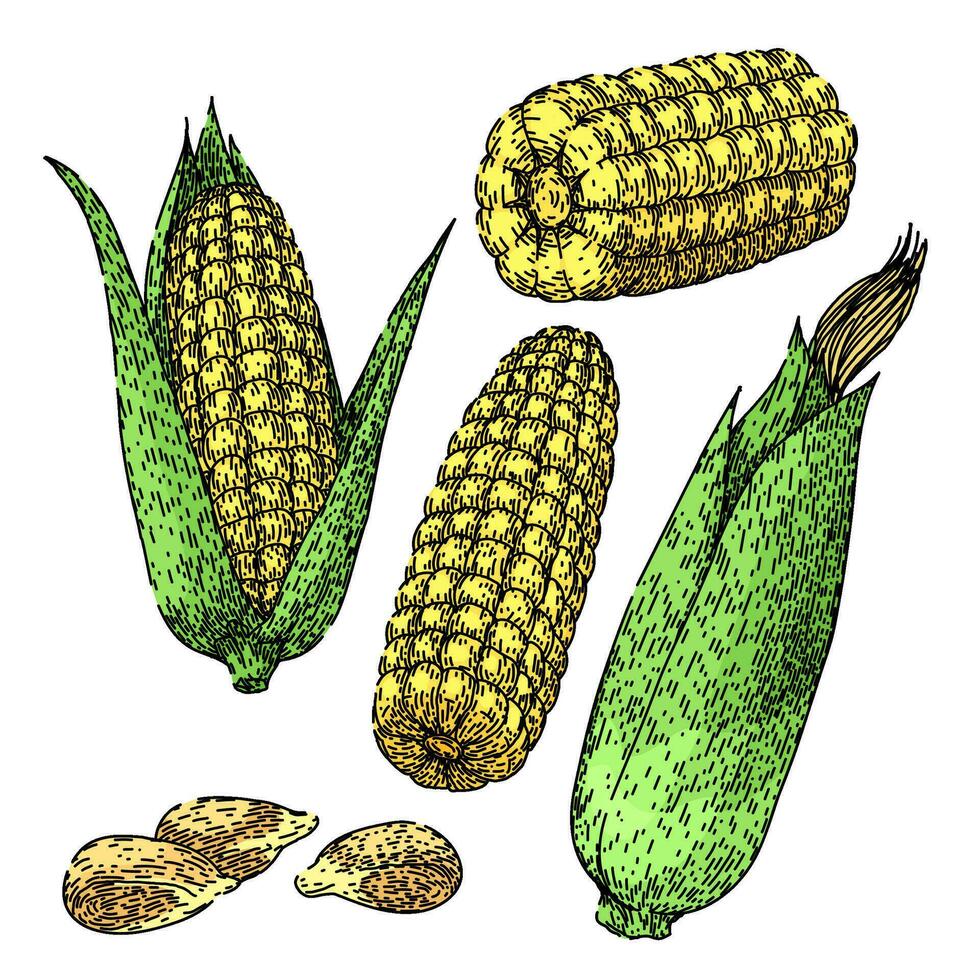 corn set sketch hand drawn vector