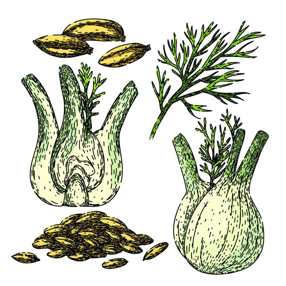 fennel set sketch hand drawn vector