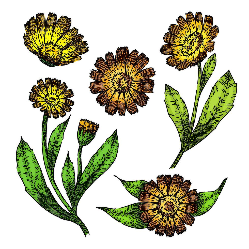 calendula set sketch hand drawn vector