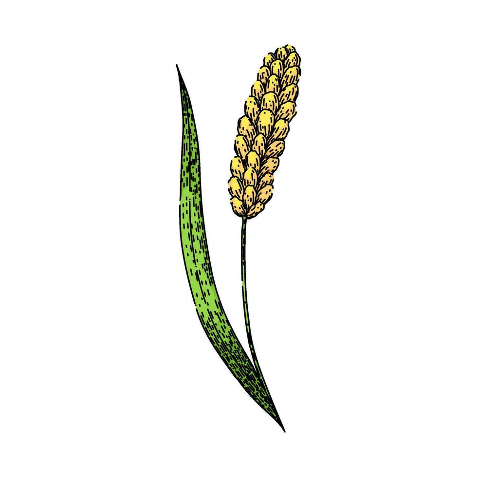 seed millet sketch hand drawn vector