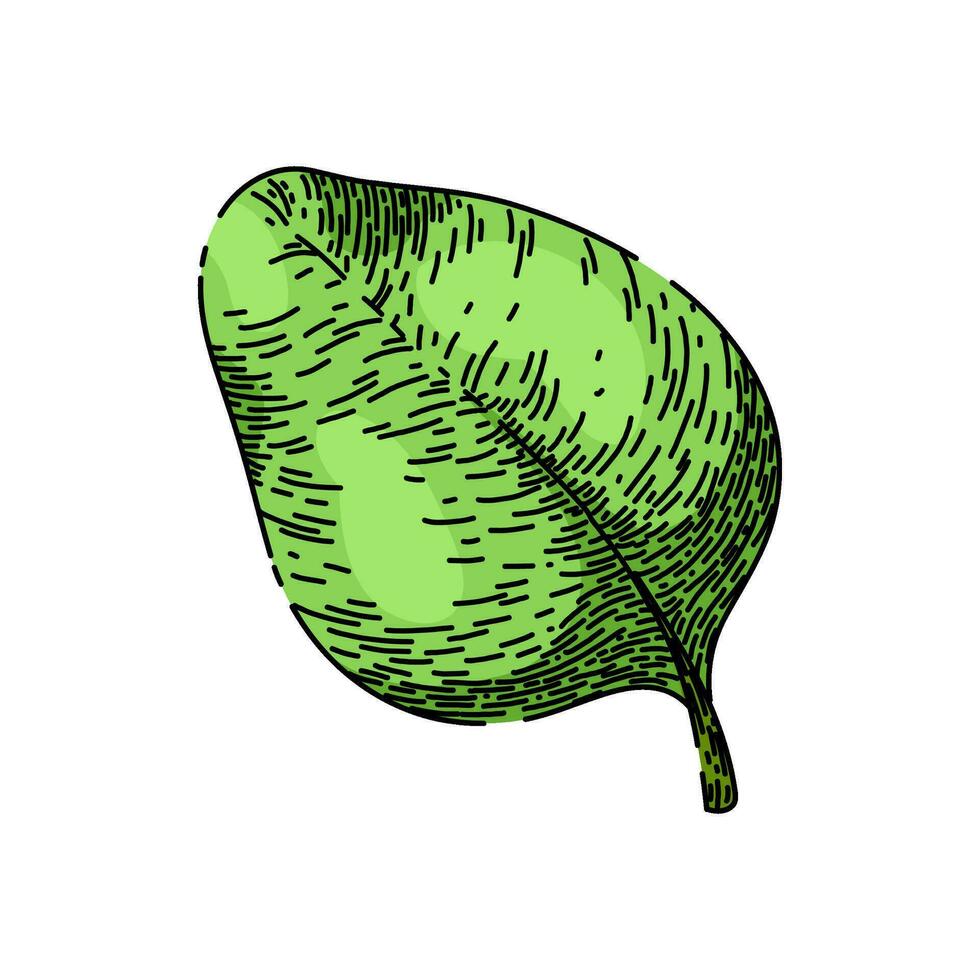 planta orégano bosquejo mano dibujado vector