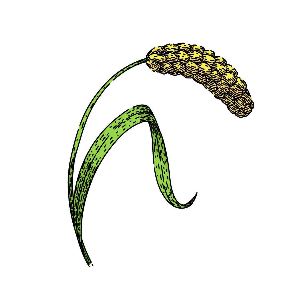 grain millet sketch hand drawn vector