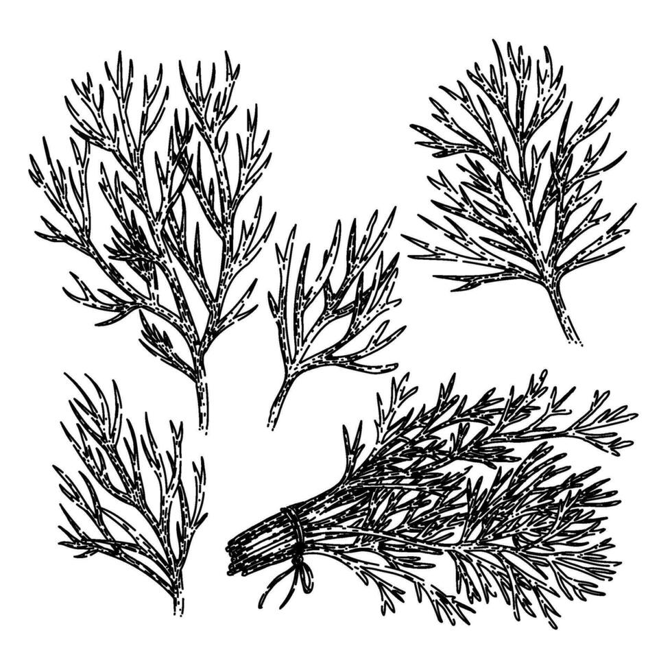 dill set sketch hand drawn vector