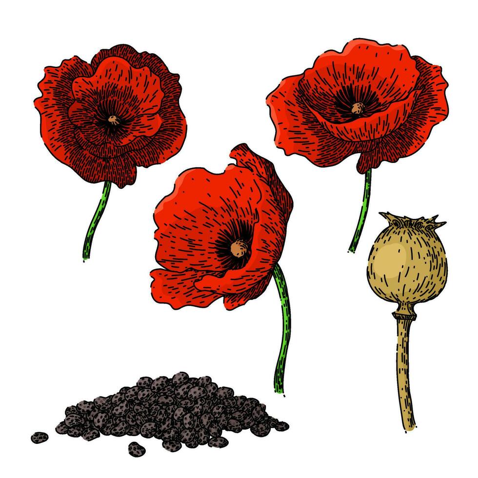 poppy set sketch hand drawn vector