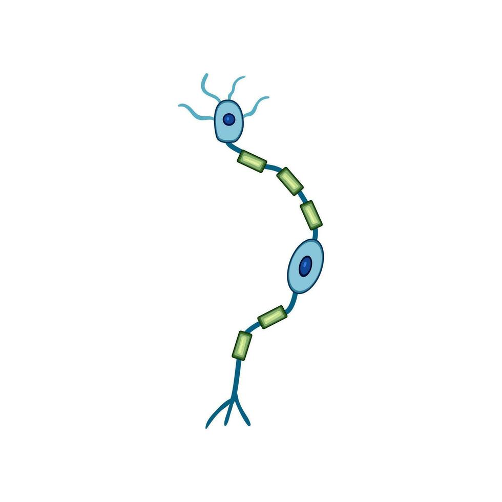 diagrama neuronas dibujos animados vector ilustración