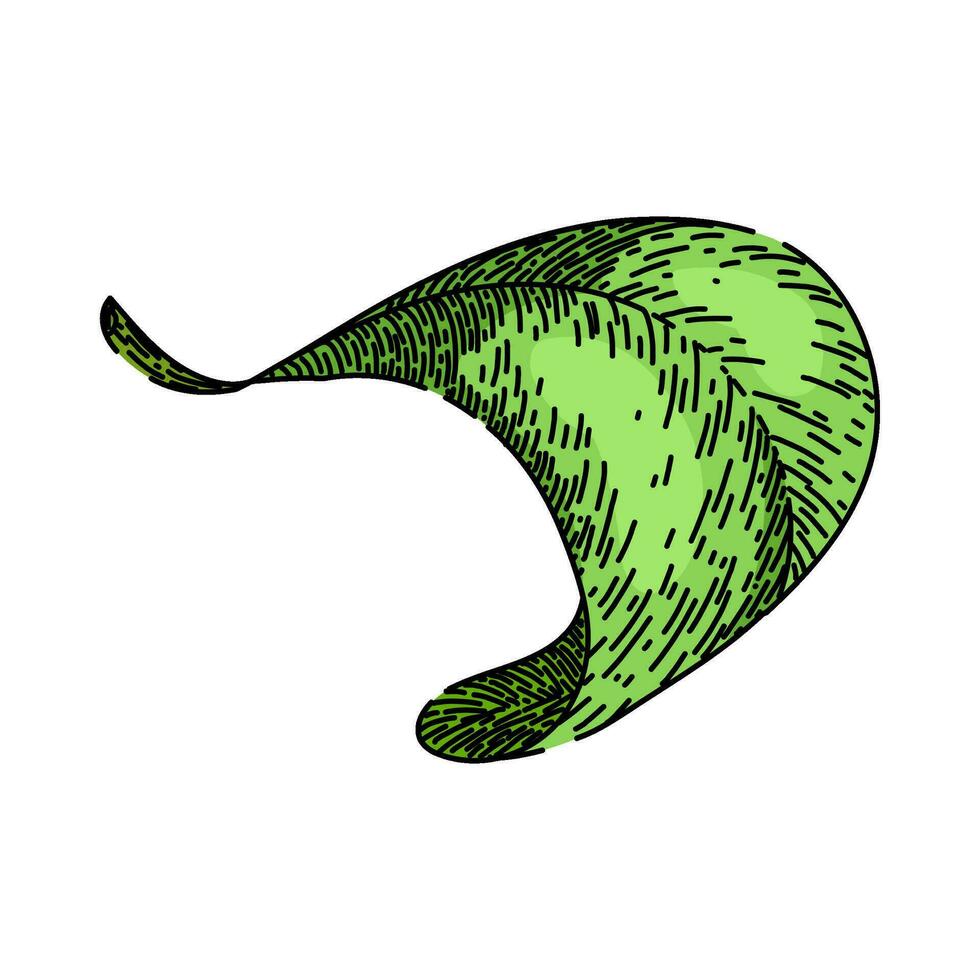 leaf oregano sketch hand drawn vector