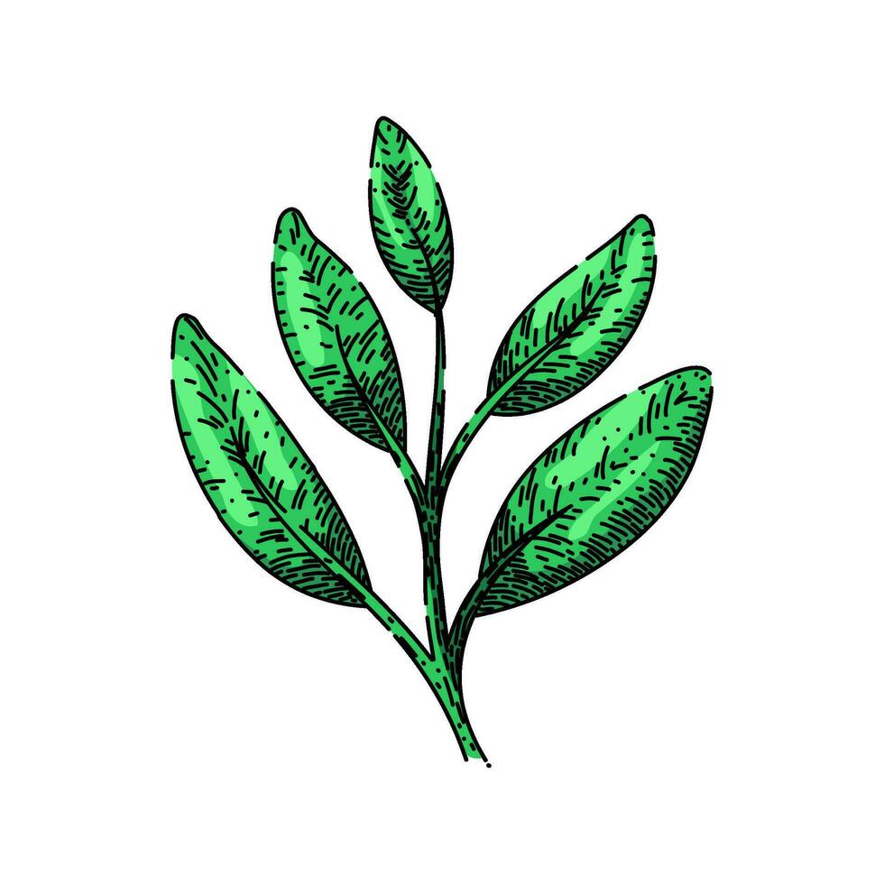 herb sage sketch hand drawn vector