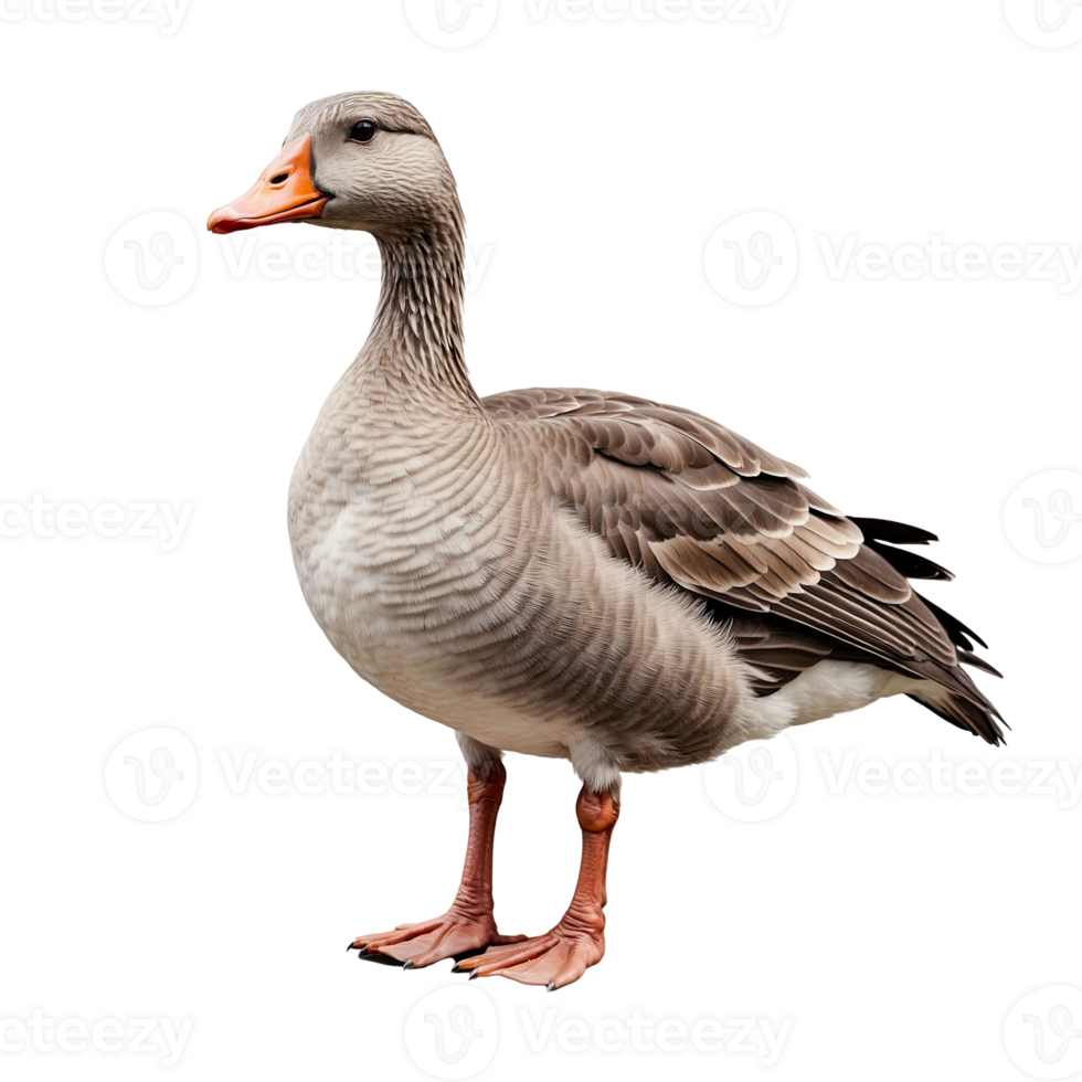 AI generated greylag goose isolated on transparent background png