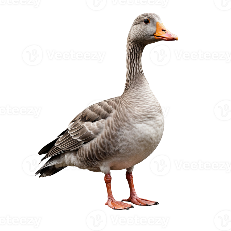 AI generated greylag goose isolated on transparent background png
