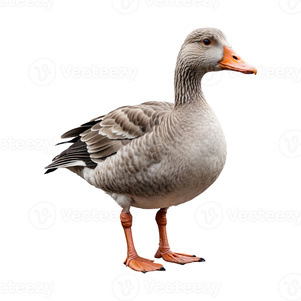 AI generated greylag goose isolated on transparent background png