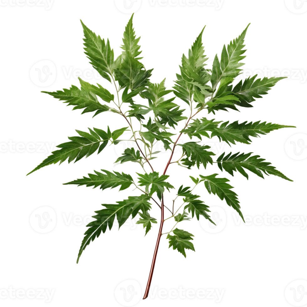 AI generated Floral neem foliage isolated on transparent background png