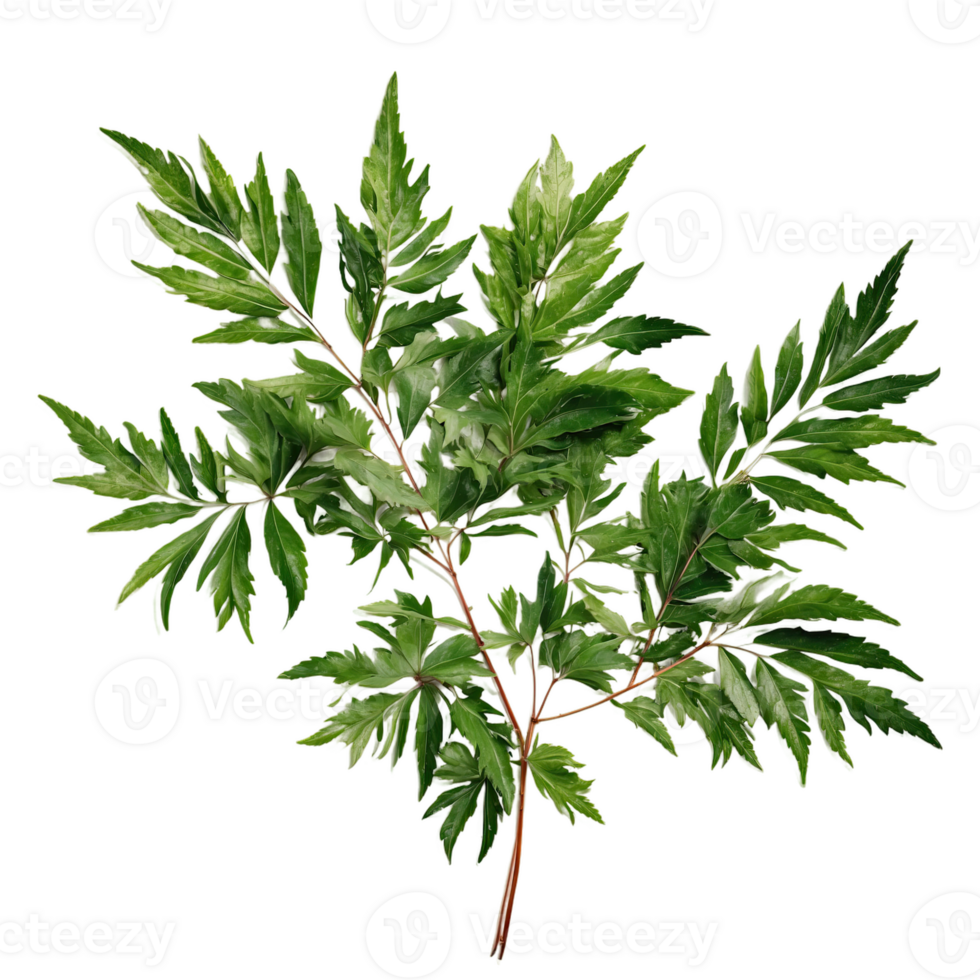 AI generated Floral neem foliage isolated on transparent background png