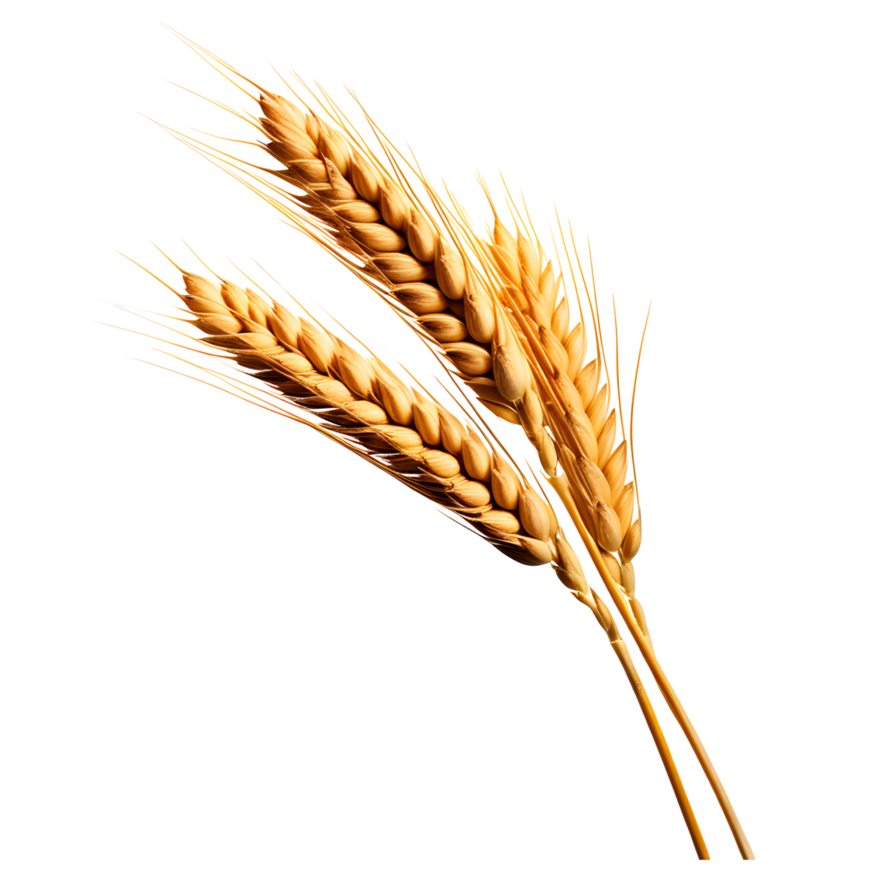 AI generated Ear of Wheat Spikelet Isolated on Transparent Background png