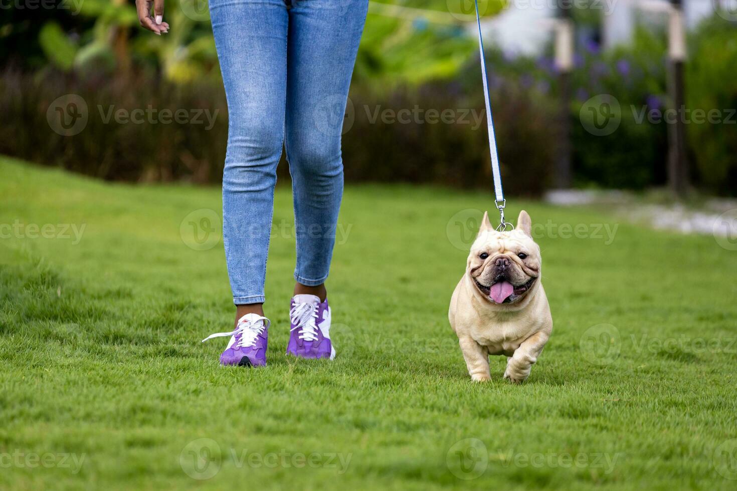 Owner and her french bulldog puppy is having fun while walking in the dog park at grass lawn after having morning exercise during summer photo
